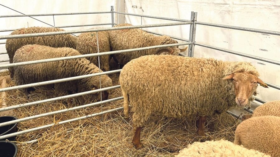 Țigaie varietatea Ruginie, rasă de ovine, Romania