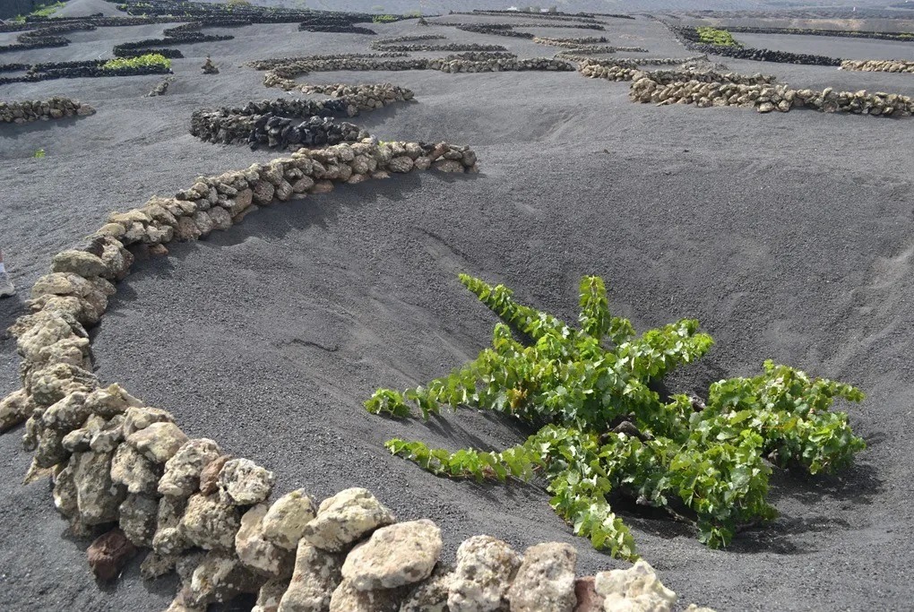 Vița-de-vie cultivată în Lanzarote