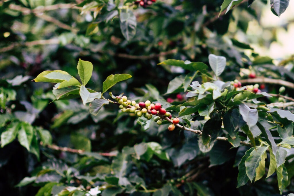 plantatii de cafea cultivarea cafelei plante de cafea rezistente adaptarea plantelor de cafea