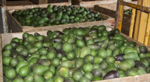 avocado, cerere în creștere, agricultură, recolte, avocado polueaza, biodiversitate