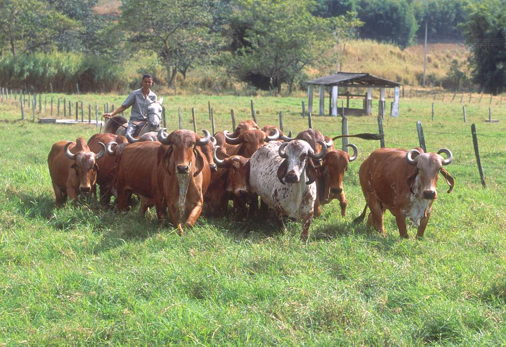 crescator de vite, brazilia, amenda, amazon