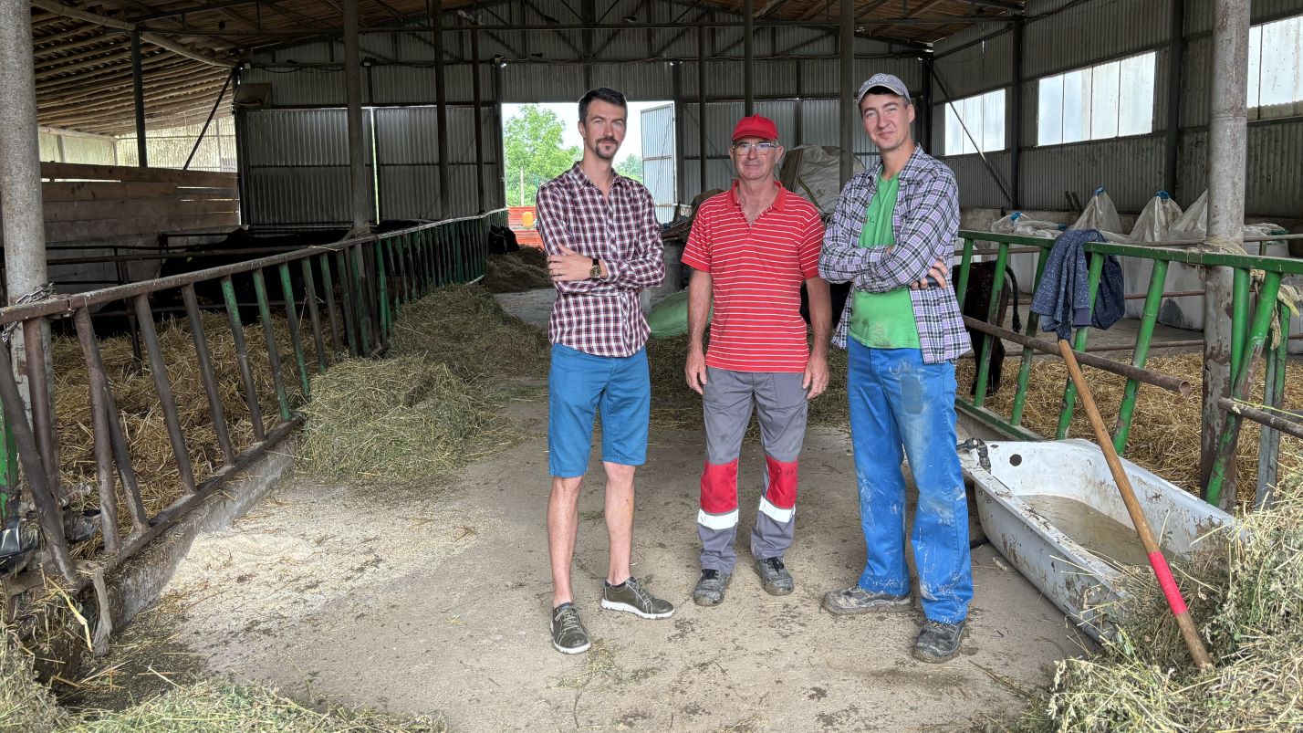 Angus, bovine, Bacau, ferme