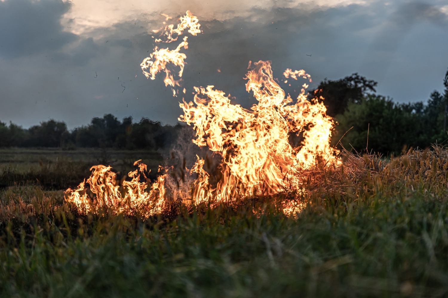 incendii teren agricol