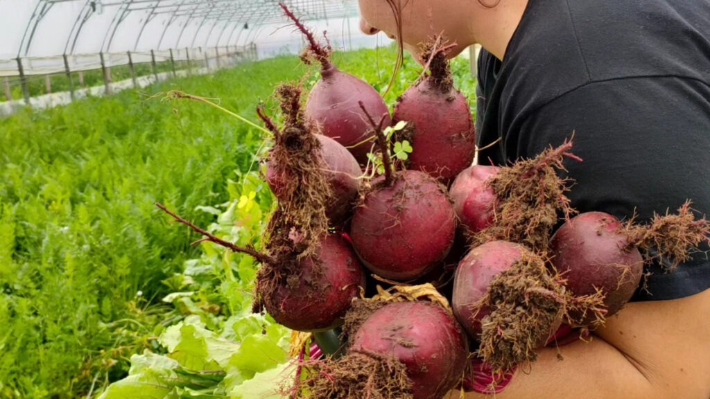 ferma, legume verzi, selo, vizita