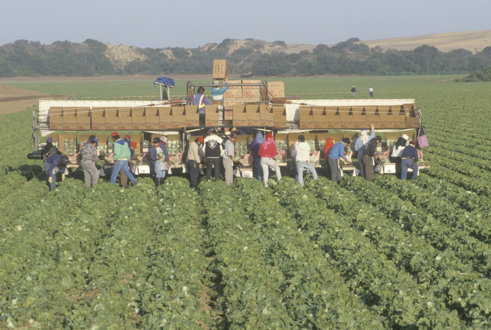 muncitori ilegai agricultura in Italia ancheta retea ilegala caporalato muncitori drogati de se