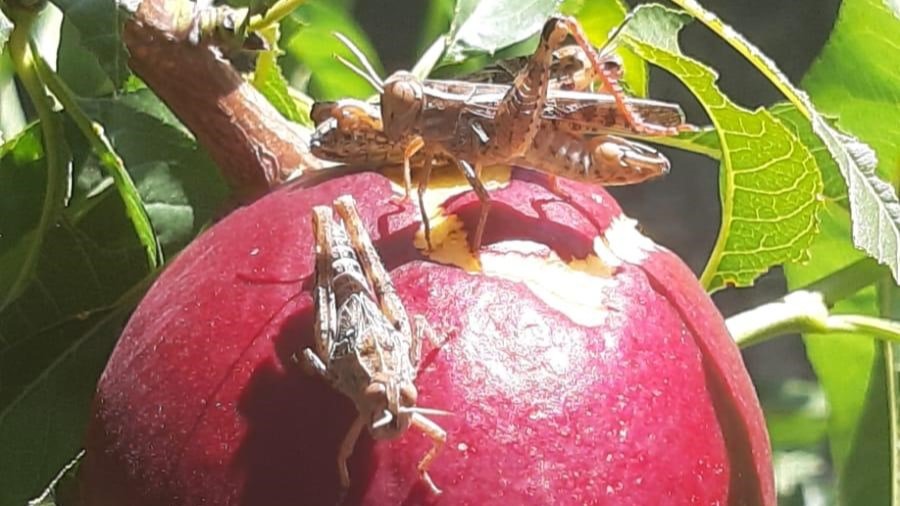 lacuste, Italia, Emilia-Romagna, fructe