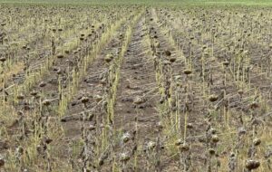 prime de asigurare, fonduri europene, agricultura