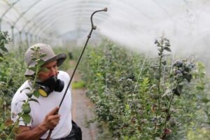Derogare a MADR pentru utilizarea pesticidelor neonicotinoide