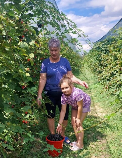 livadă, fructe, forță de muncă, pasiune