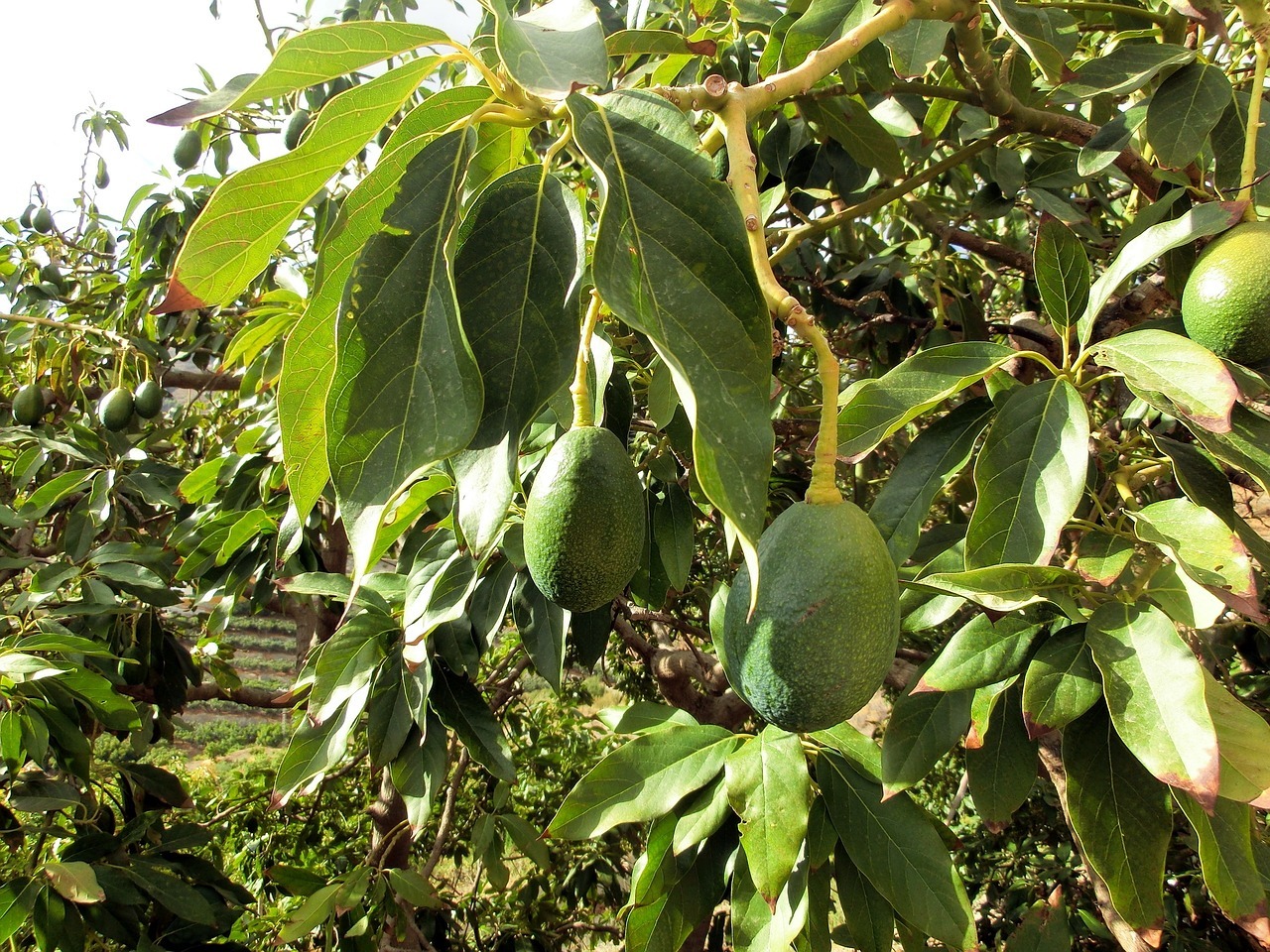 Piața de avocado în lume