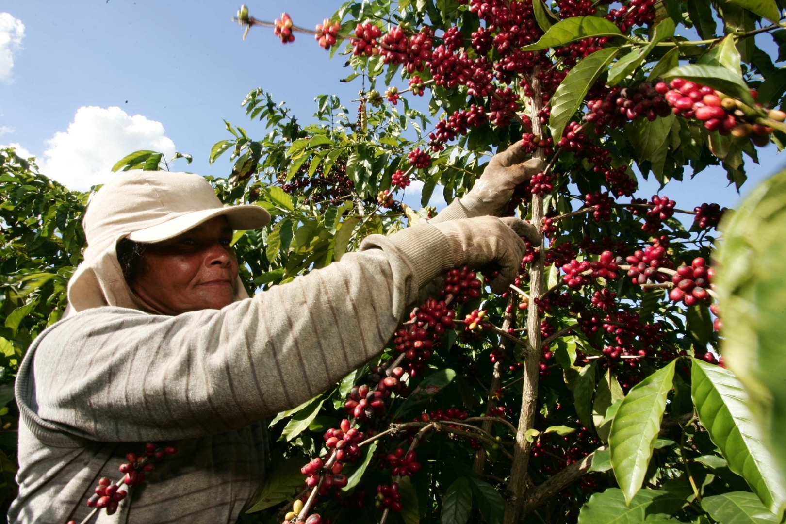 Cultira mondială de cafea