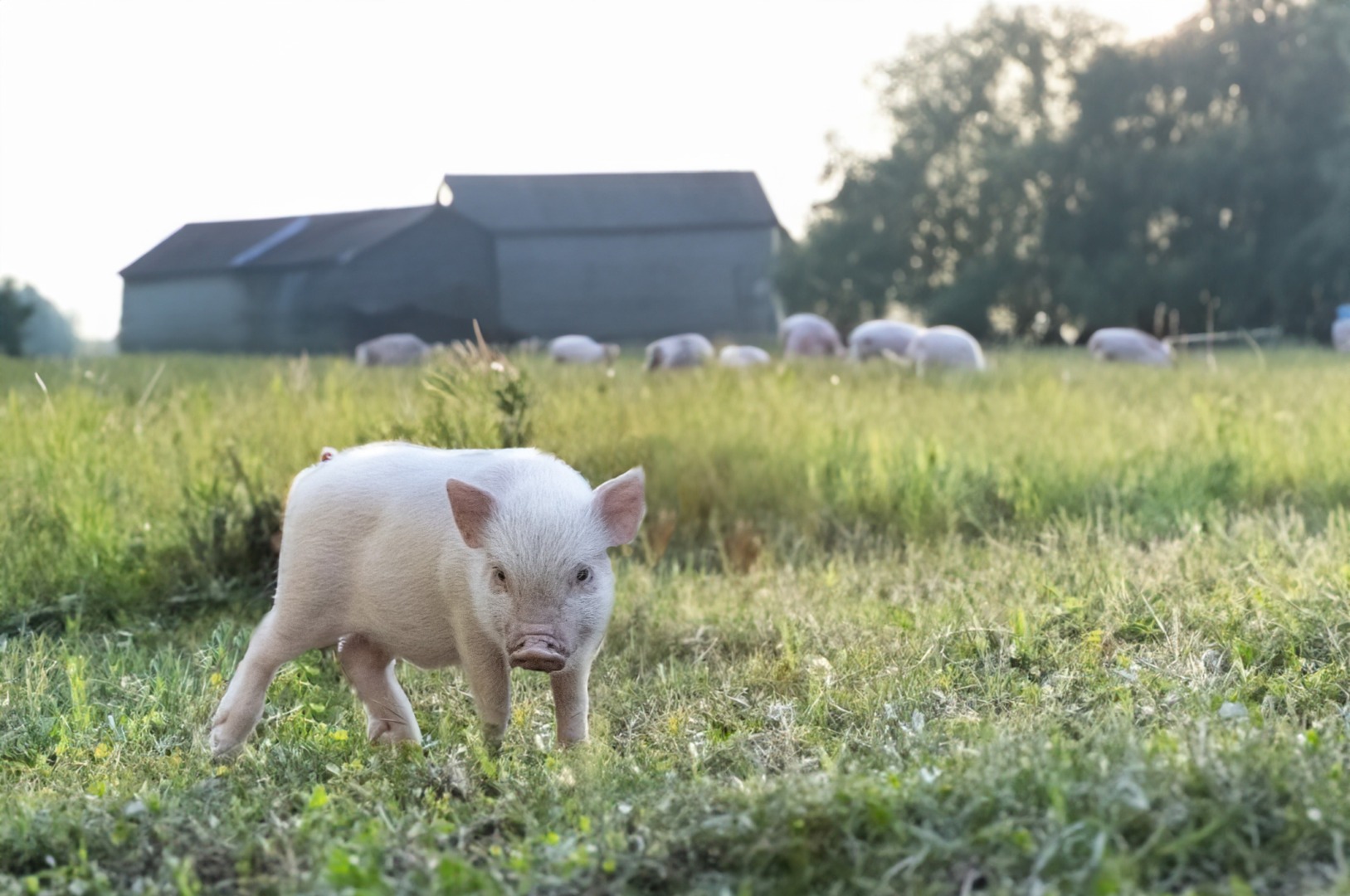 Pe 4 august intră în vigoare normele modernizate privind emisiile crescătoriilor de animale / Persoanele vor putea cere, în premieră, despăgubiri pentru daunele cauzate sănătății de poluarea ilegală