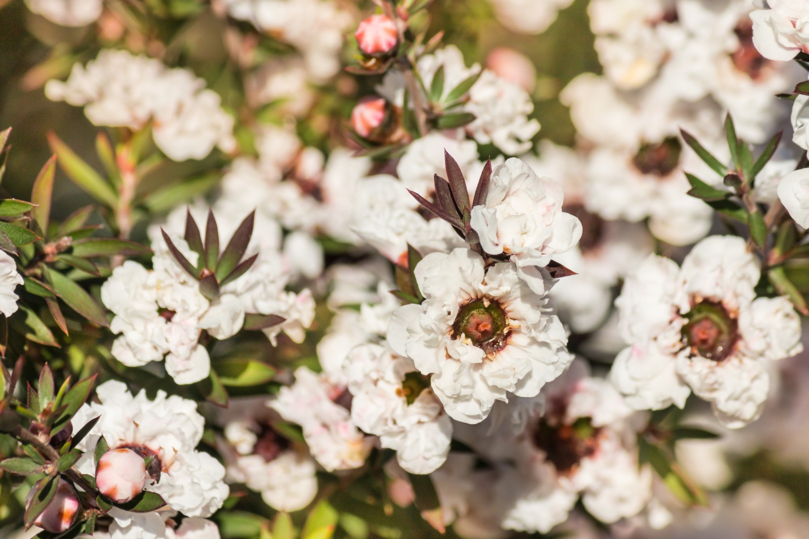 miere de Manuka studiu preclinic tratament cancer de san