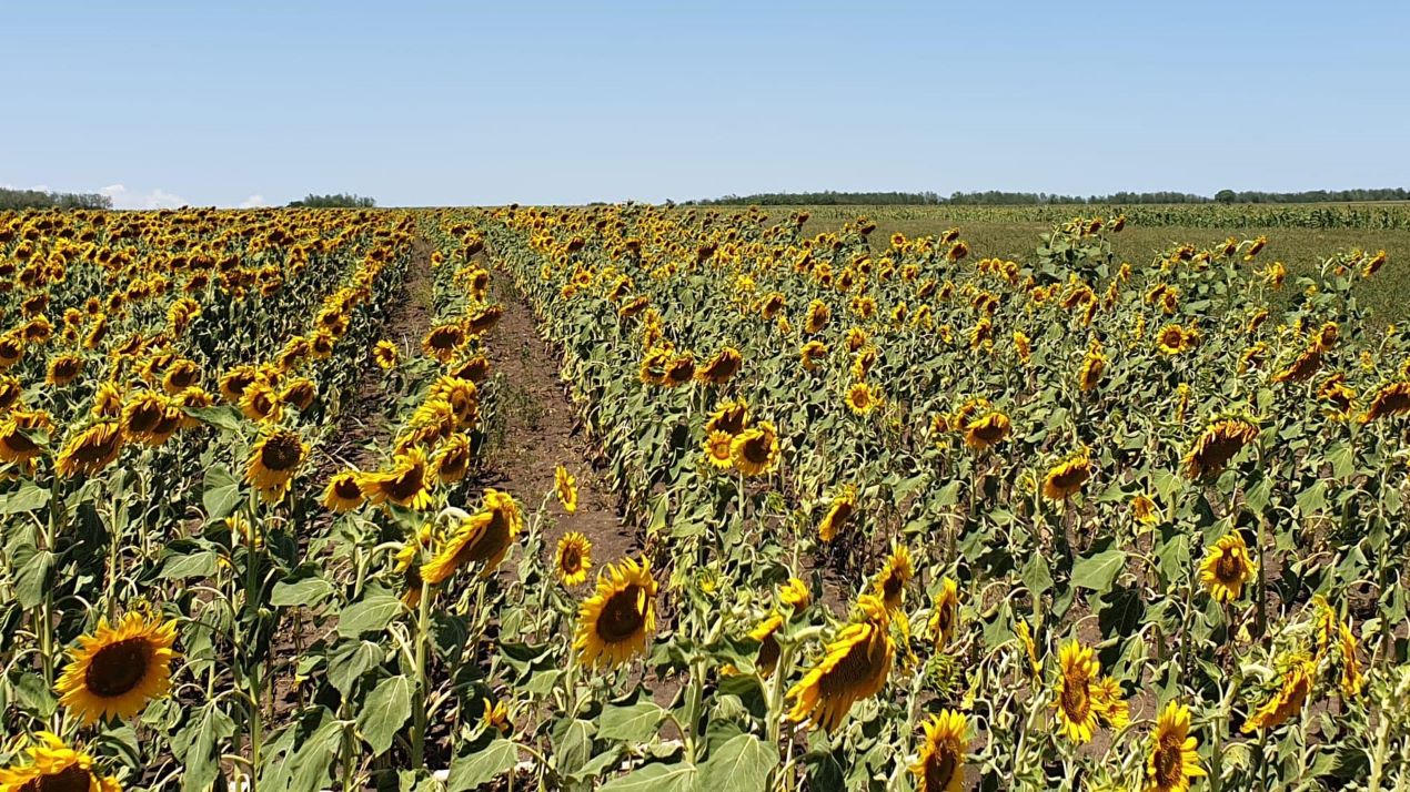 floarea soarelui, porumb, seceta, radiatia solara, fermieri