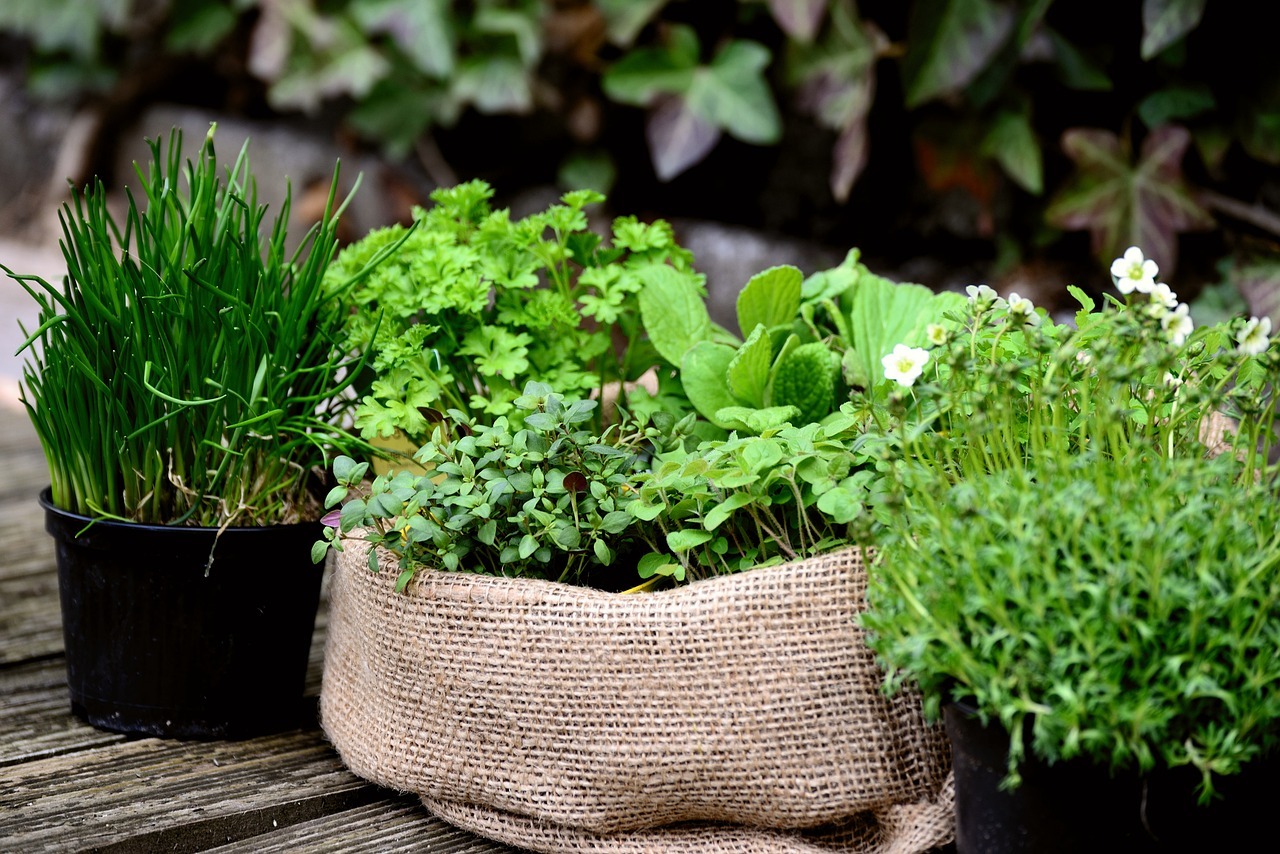 plante aromatice busuioc chives rozmarin salvie măghiran menta roinita tarhon cimbru oregano plante aromatice in ghiveci