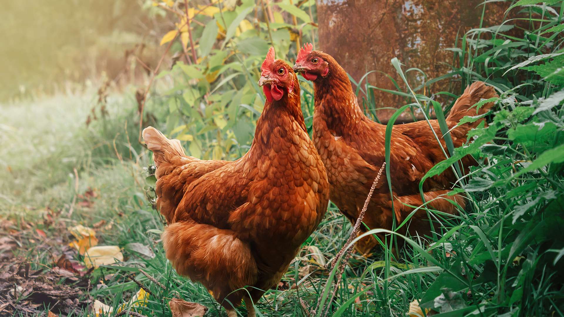 gaini, printul charles, adoptie, British Hen Welfare Trust