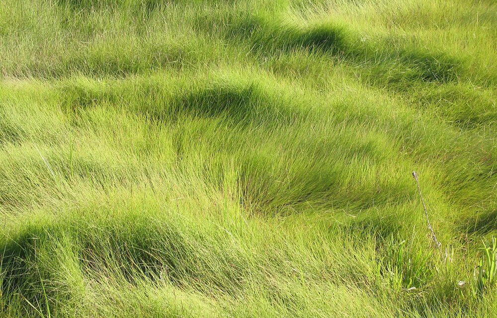 iarba, iarba sarata, coaste, fermieri