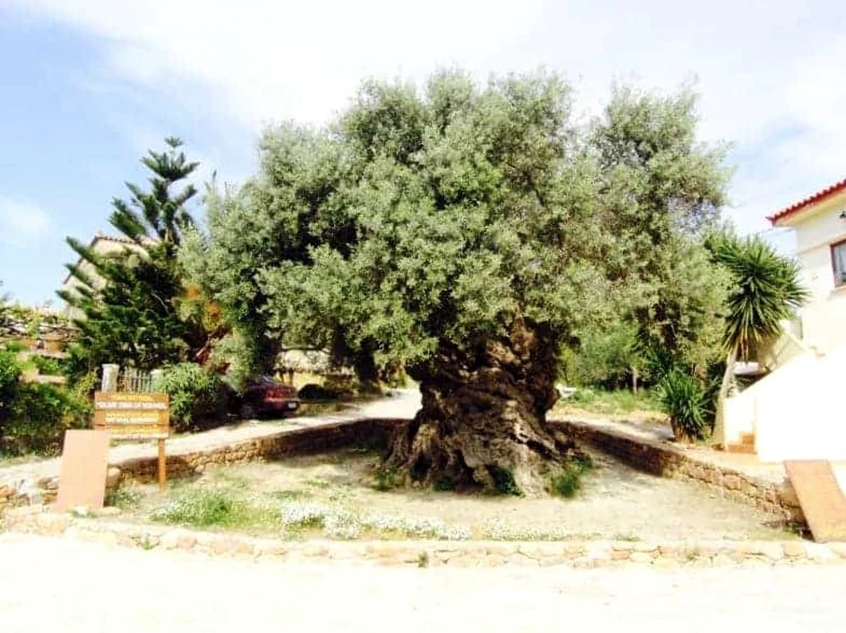 xylella, bacterie, Puglia, Italia