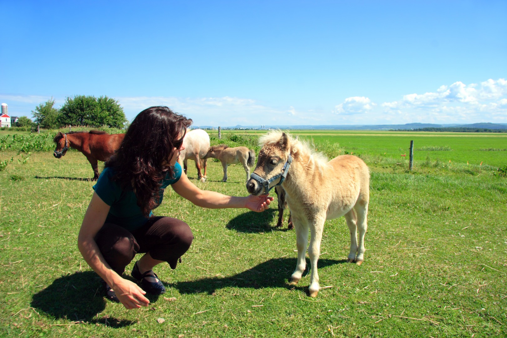 animale, mini animale, capre, ferme