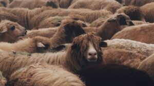 Pesta Micilor Rumegătoare, ANSVSA, ovine