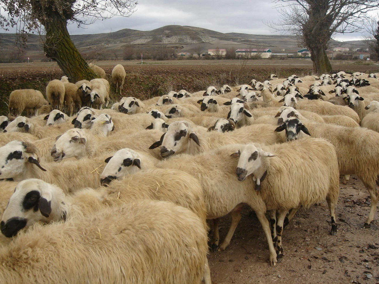 boala catarala ovina Cehia