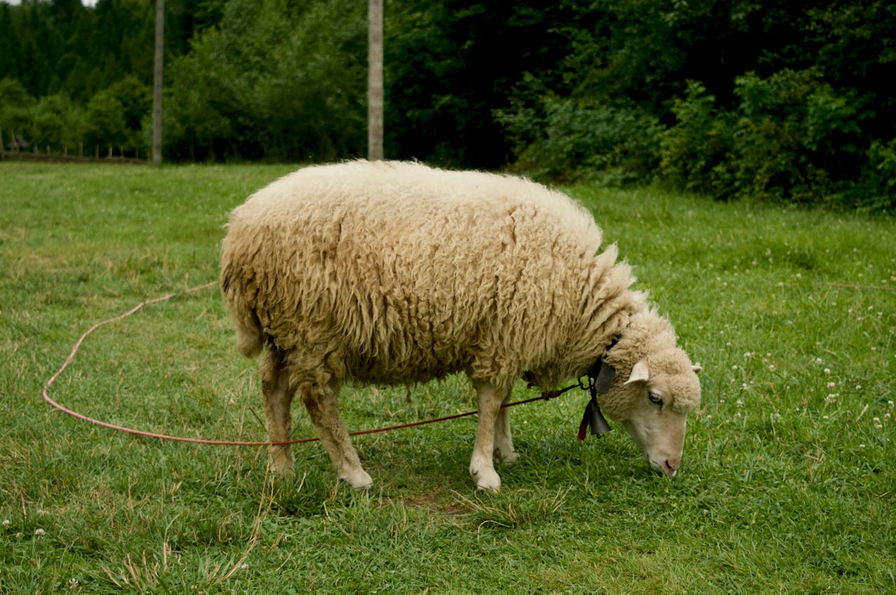 Crescătorilor de ovine li s-a cerut să oprească mișcarea animalelor