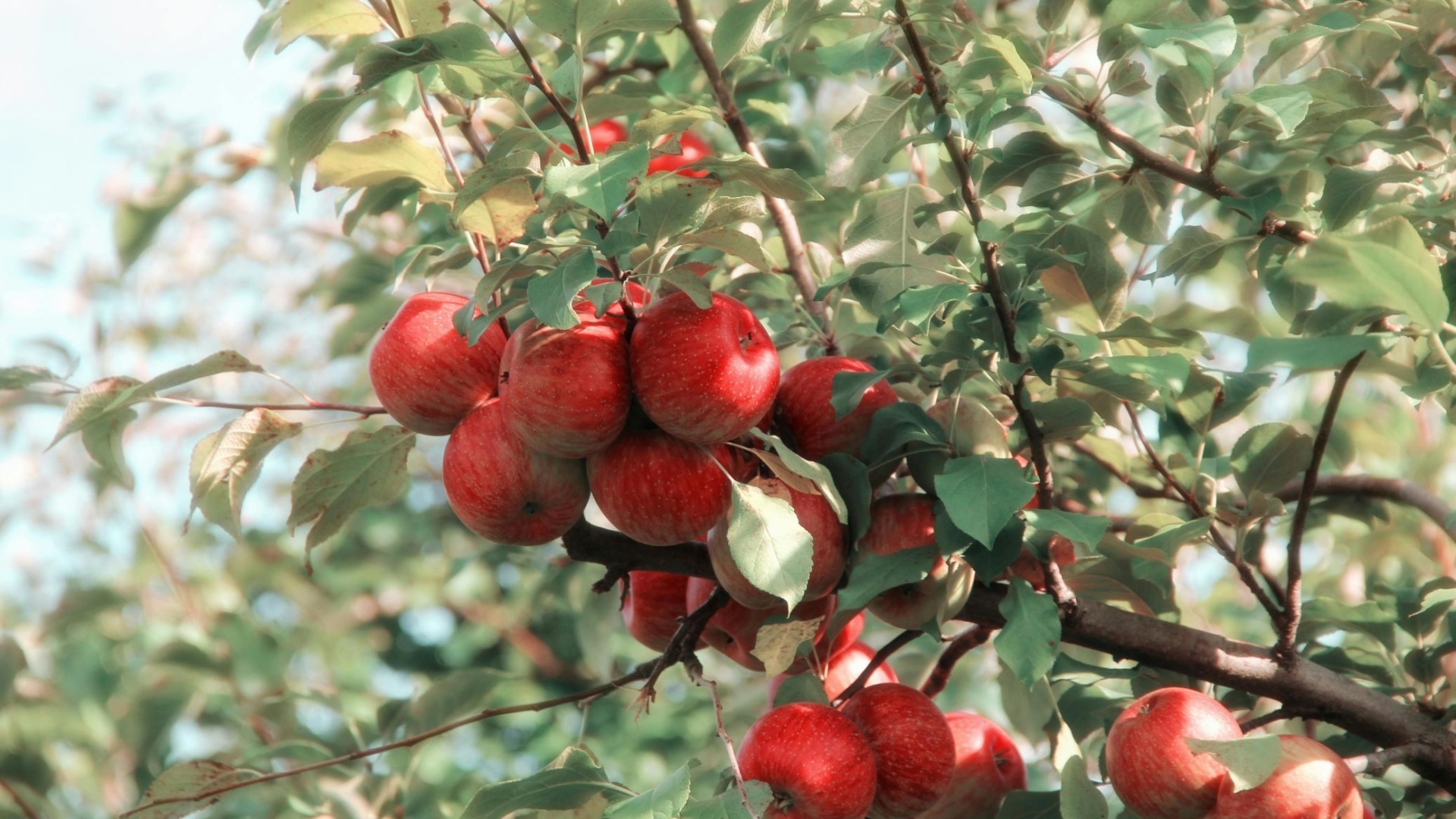 conferinta,Prognofruit, Ungaria, mere, pere