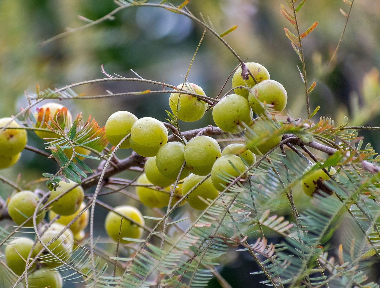 amla gooseberry agrișe indiene medicina indiana sanatatea inimii efecte antitumorale efecte antiimbatranire bogat in vitamina C regleaza glicemia