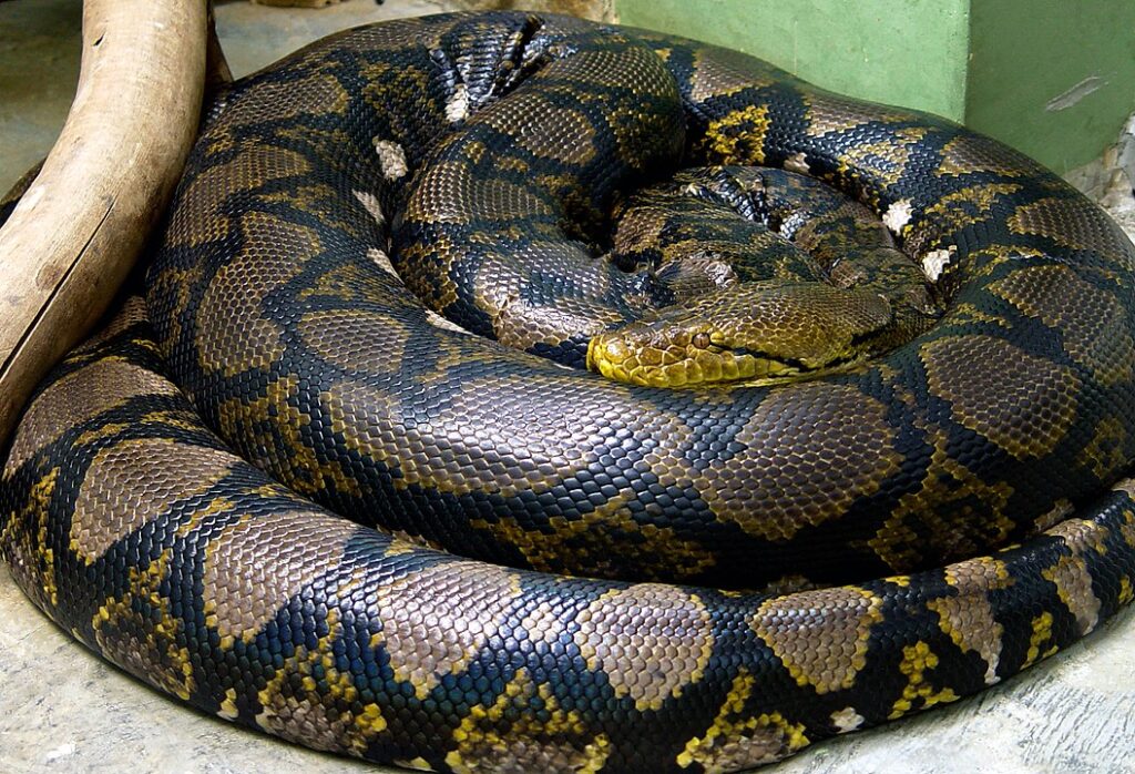 1056px-Python_reticulatus_сетчатый_питон-2