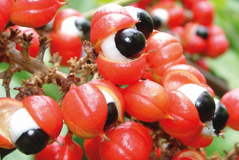 guarana