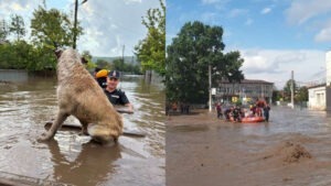 ANSVSA, inundatii, Galati