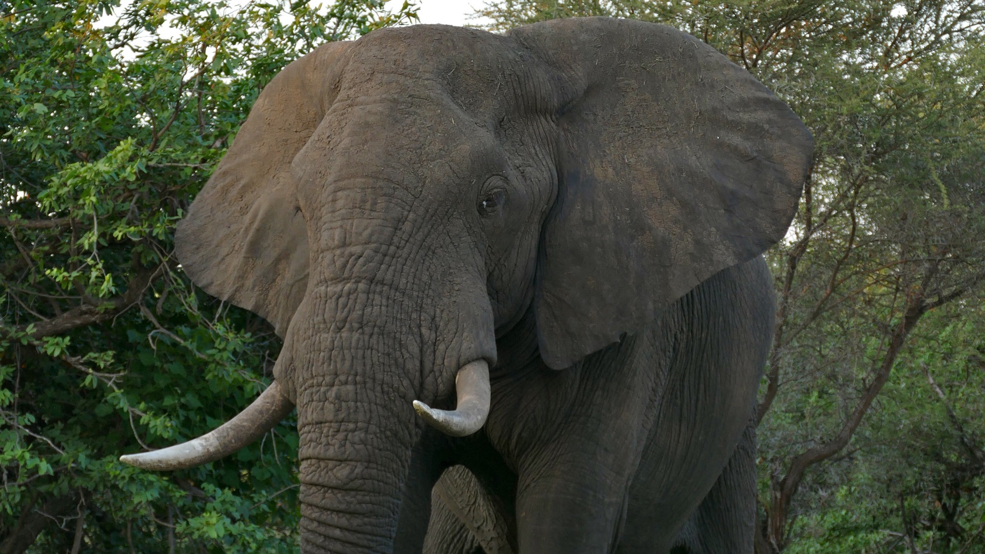 elefant african in mediul lui natural