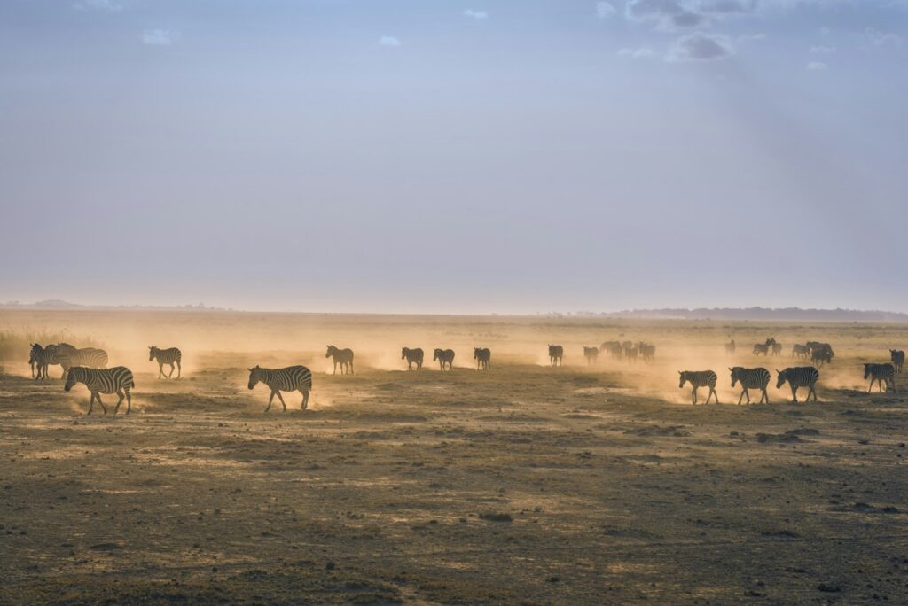 migratia animalelor harta ONU