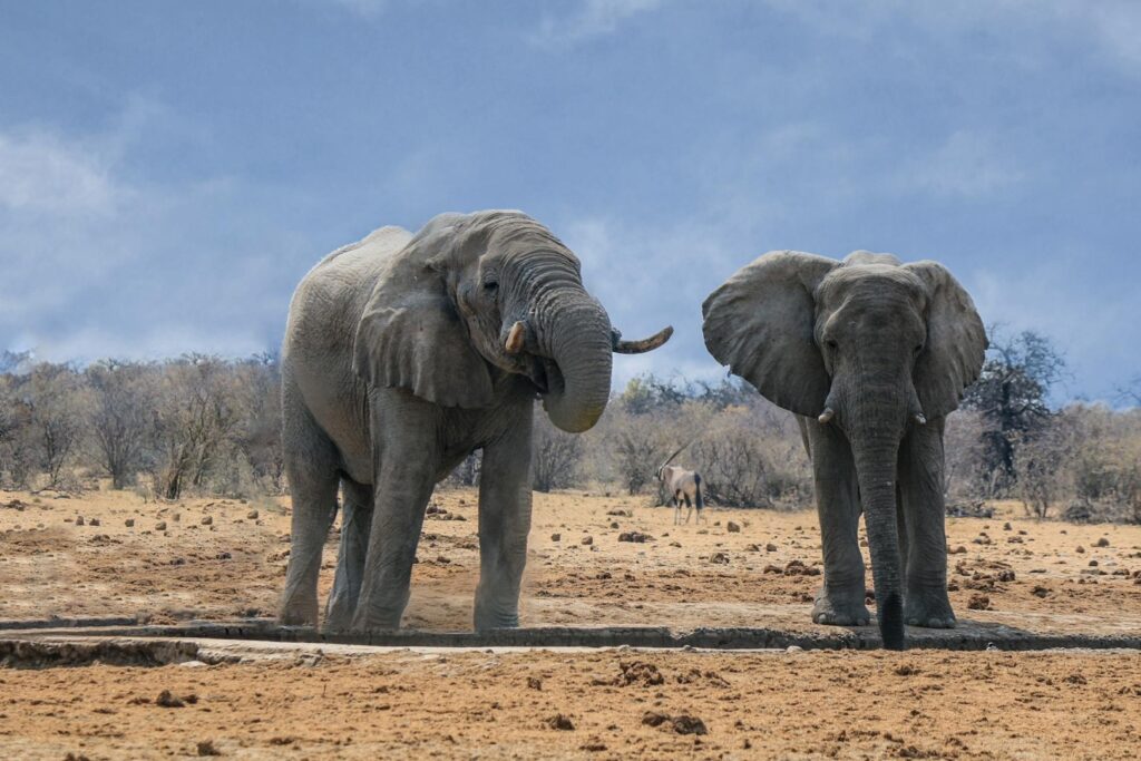 animale salbatice, seceta, namibia, elefanti, hipopotami, culturi