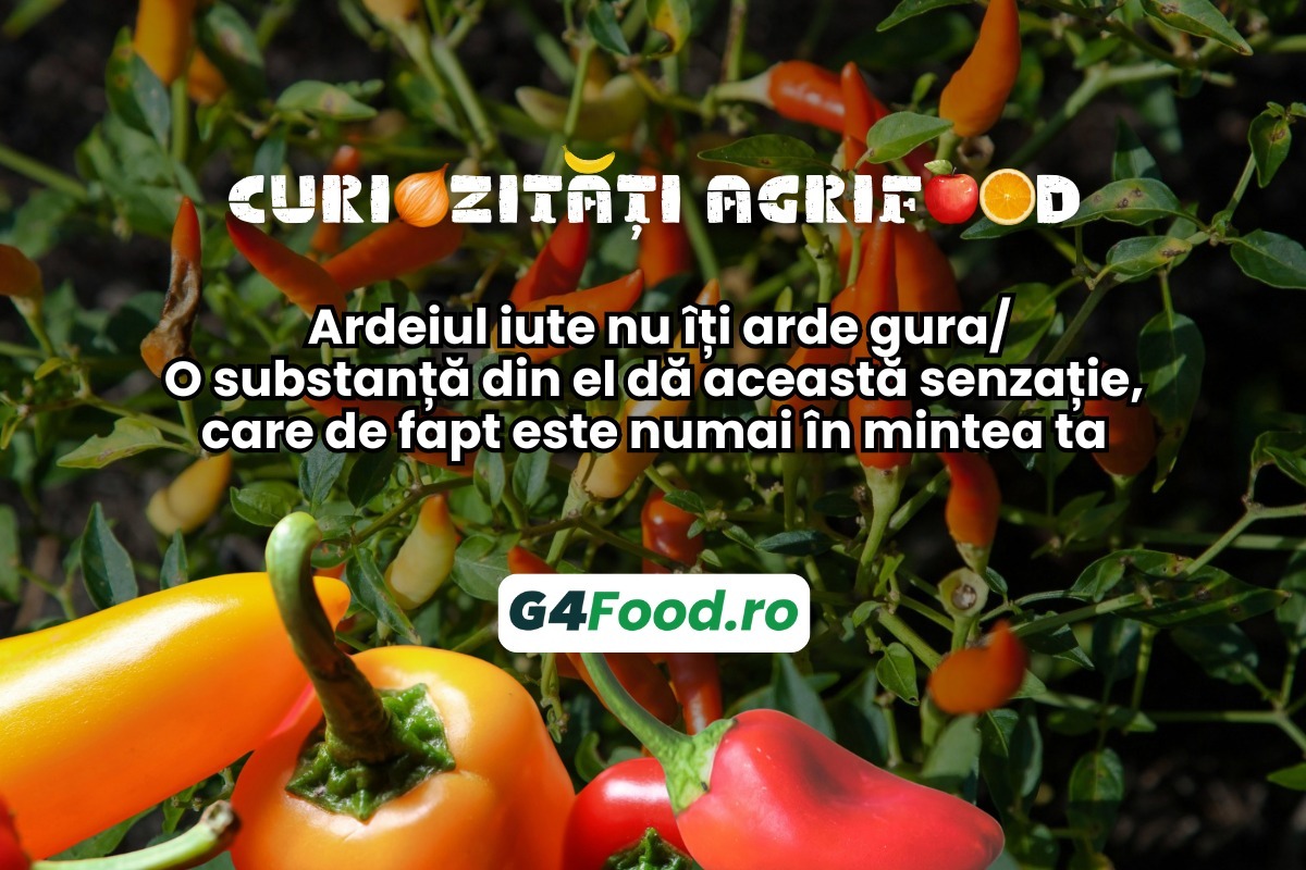 ardei iute curiozitati agrifood