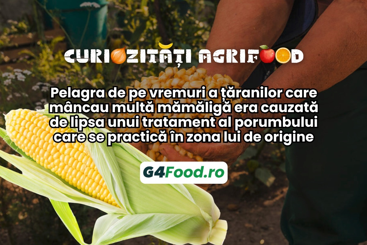 SITE TN - G4FOOD(1)