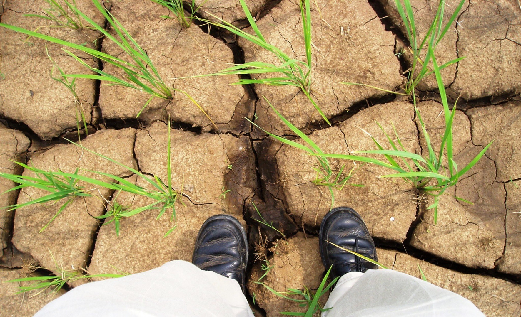 Avansul total pe care Ministerul Agriculturii îl plătește fermierilor afectați de secetă