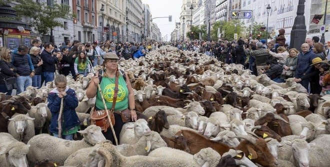 madrid, sarbatoarea transhumantei