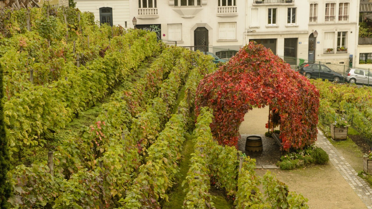 Podgoria Clos Montmartre / Sursa foto: Flickr