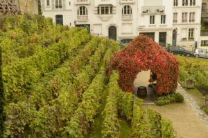 Podgoria Clos Montmartre / Sursa foto: Flickr