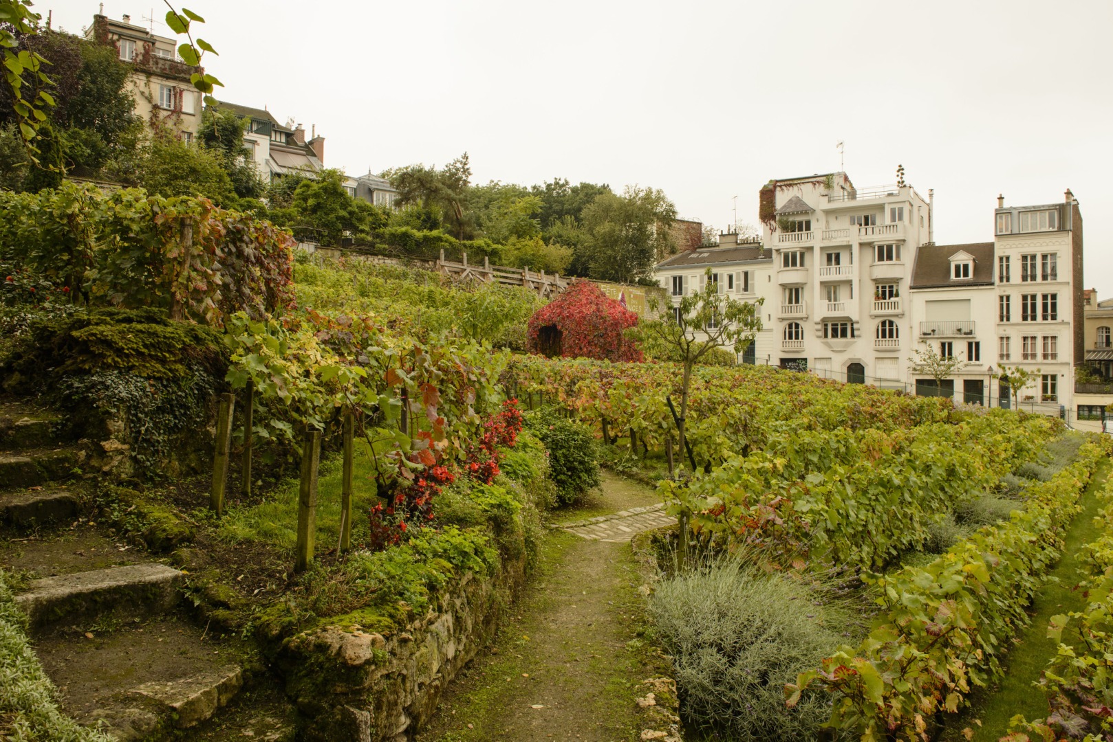 Podgoria Clos Montmartre / Sursa foto: Flickr