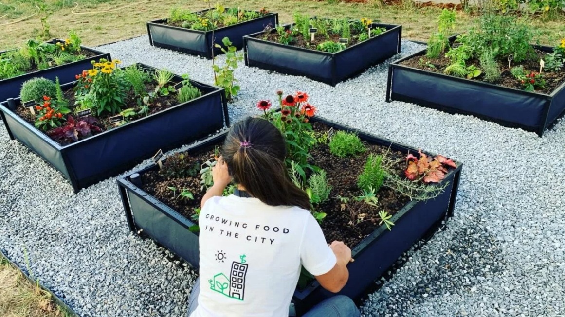 grădină urbană, bloc, agricultură, soluții