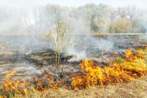 miristi incendiate, India, Punkab