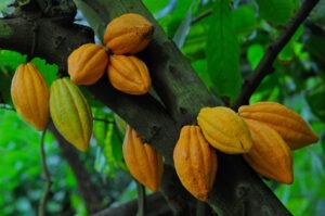 Cultivatorii de cacao preconizează un preț mai mare seonul acesta