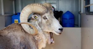 Cât de etică este clonarea animalelor. Subrasa Marco Polo argali este considerată vulnerabilă