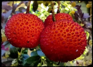 corbezzolo fructe rare italia