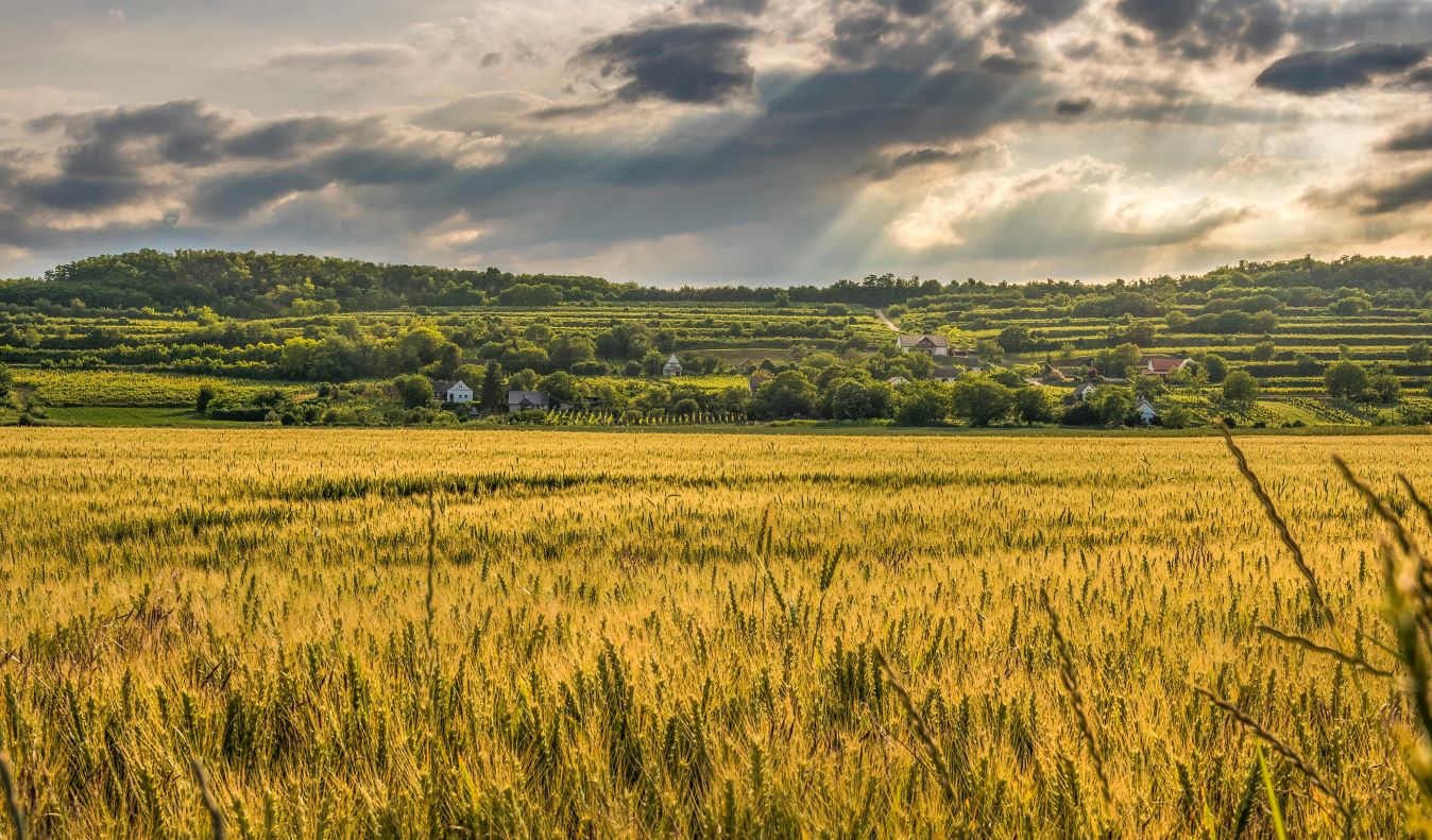 neonicotinoide, romania, ministerul agriculturii