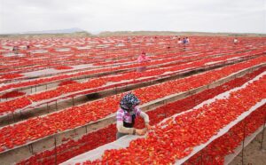 ancheta BBC campurile de munca fortata din China rosii chinezesti in conserve rosii din campuri de munca fortata