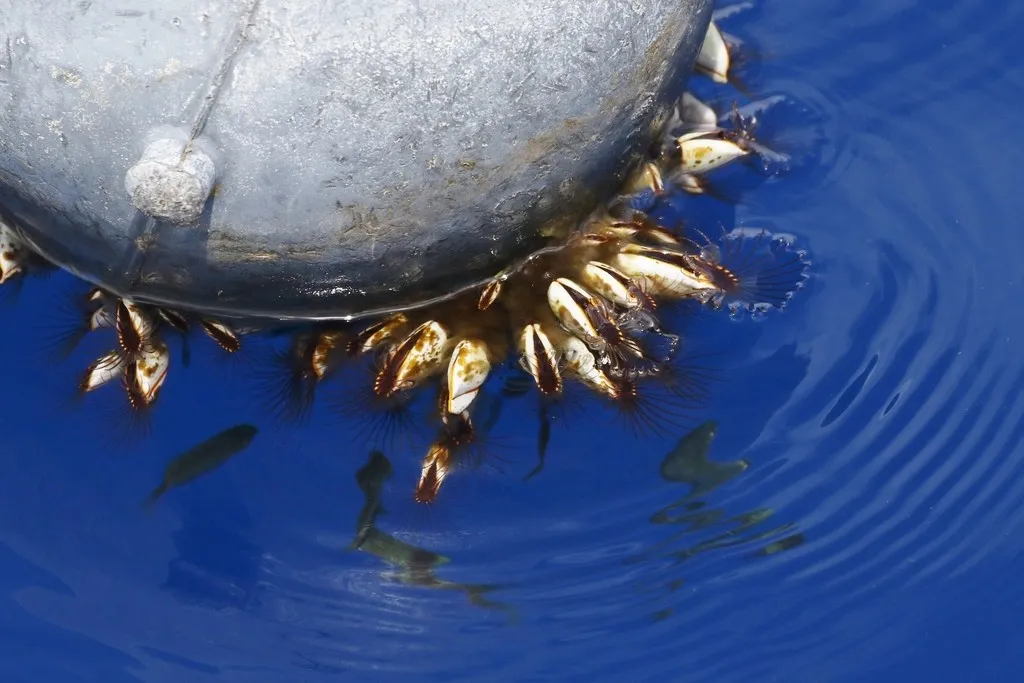 crustacee cu coaja delicată Galicia Spania lepas anatifera schimbari climatice