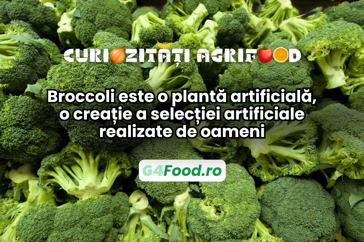 Broccoli este o plantă creată artificial